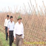 Đ/C Nguyễn Công Châu – PCT.UBND huyện kiểm tra tiến độ sản xuất vụ Đông tại xã Lưu Sơn